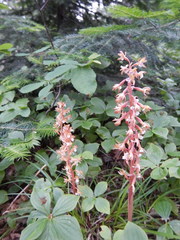 Corallorhiza maculata occidentalis