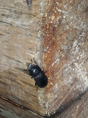 Dorcus parallelipipedus