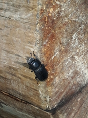 Dorcus parallelipipedus