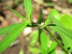 Spermacoce tetraquetra