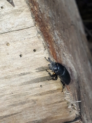 Dorcus parallelipipedus