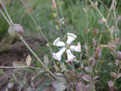 Silene chlorifolia