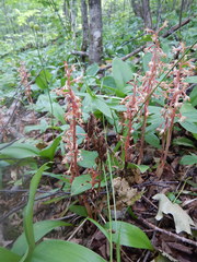 Corallorhiza maculata occidentalis