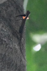 Draco melanopogon