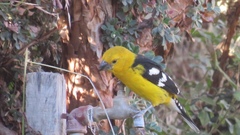 Pheucticus chrysogaster