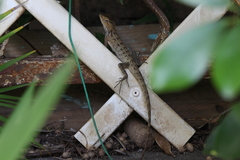 Calotes versicolor