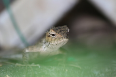 Calotes versicolor