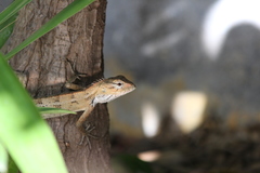 Calotes versicolor