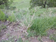 Silene chlorifolia