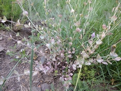Silene chlorifolia