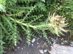 Cirsium spinosissimum