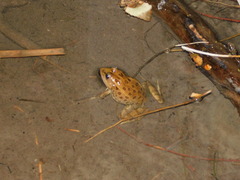 Lithobates onca