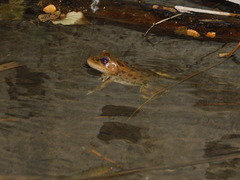 Lithobates onca