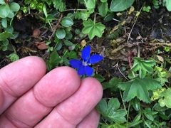 Gentiana bavarica bavarica