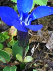 Gentiana bavarica bavarica