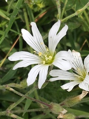 Cerastium tomentosum
