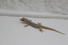 Hemidactylus frenatus