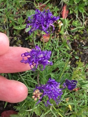 Phyteuma hemisphaericum