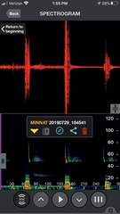 Miniopterus natalensis
