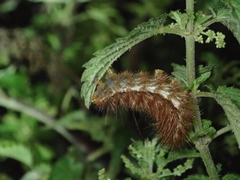 Spilosoma lutea
