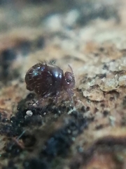 Allacma fusca