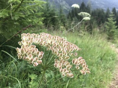 Laserpitium latifolium