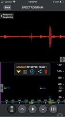 Miniopterus natalensis