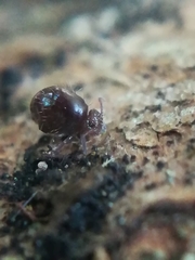 Allacma fusca