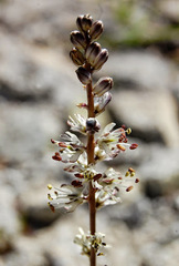 Hastingsia alba