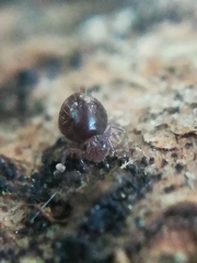 Allacma fusca