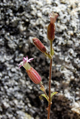 Silene grayi