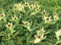 Cirsium spinosissimum