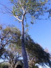 Calycophyllum multiflorum