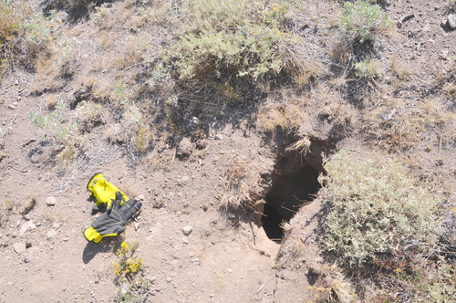 American Badger photographed in Nevada