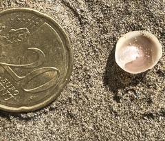 Calyptraea chinensis