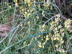 Carmichaelia odorata