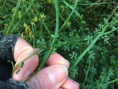 Carmichaelia odorata