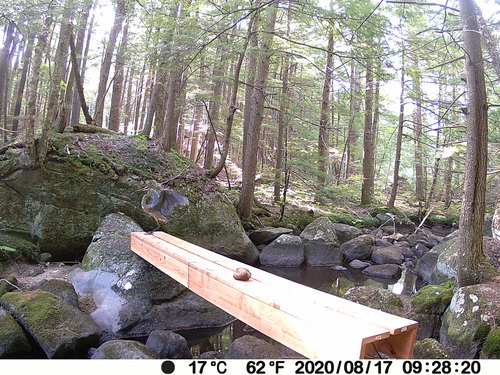 Great Blue Heron photographed in New Hampshire