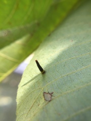 Caryomyia subulata