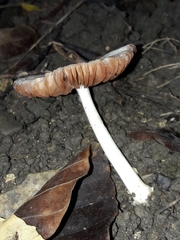 Pluteus nanus