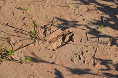 Odocoileus virginianus borealis