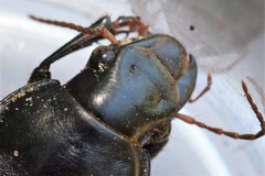 Harpalus caliginosus