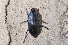 Harpalus caliginosus