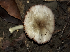 Pluteus nanus