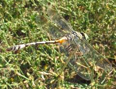 Lindenia tetraphylla