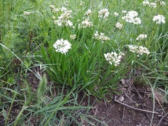 Allium denudatum
