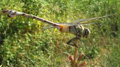 Lindenia tetraphylla