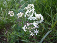 Allium denudatum