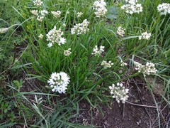 Allium denudatum