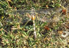 Lindenia tetraphylla